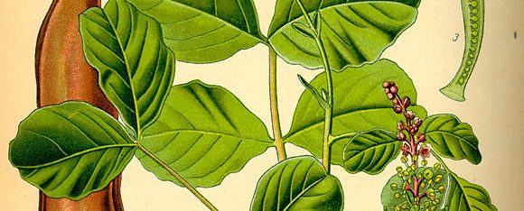 illustration du caroubier_Ceratonia_siliqua0