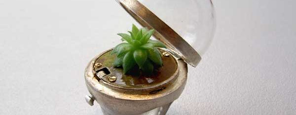art_06_plante